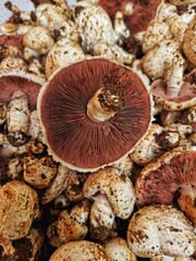 Mushrooms  macro photo