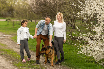 Naklejka na ściany i meble Family with small child and dog outdoors in orchard in spring.
