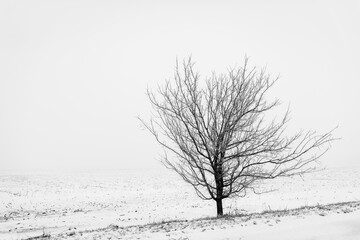 Fototapeta premium tree in snow