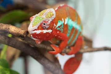 Foto op Canvas chameleon on a branch © TomaszPodlak