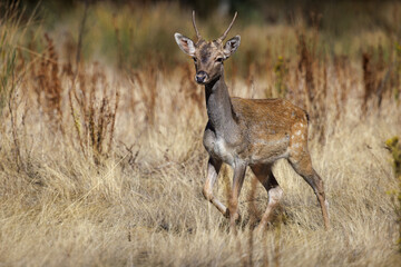 Young fallow deer in its natural environment.