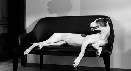 Greyhound