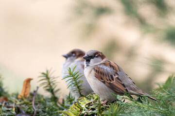 two sparrows sitting on a branch of a conifer
