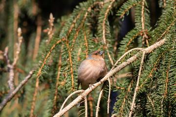 chaffinch sits on a branch of a conifer