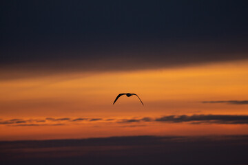 Fototapeta na wymiar silhouette of a seagull. in the background of sunset