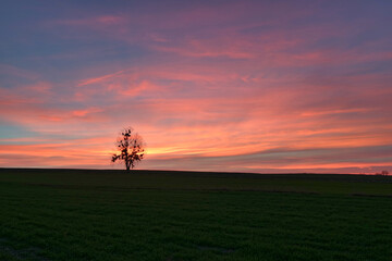 Kolorowe niebo po zachodzie słońca i samotne drzewo.