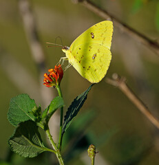 A beautiful Orange-barred sulphur (Phoebis philea) butterfly, resting on a Lantana Camara flower, at the beginning of Spring