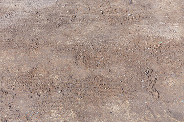 fresh saw grass seed at the plantable soil