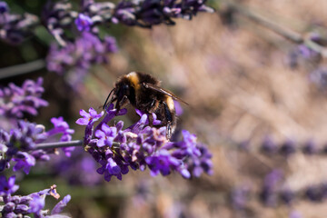 bee on lavender