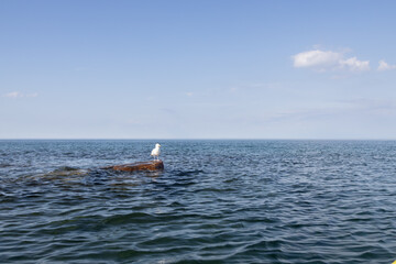 Fototapeta na wymiar Seagull resting on rock in the water