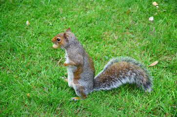 A squirrel eating a peanut on grass