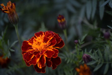 yellow-orange blackberry, marigolds close-up background, on a sunny day, blurred background, flower tagetes close-up on a green background on an autumn sunny day, orange marigold color, red flowers