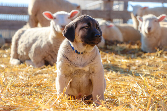 Turkish Kangal puppy with sheep. Future livestock guardian dog. 
