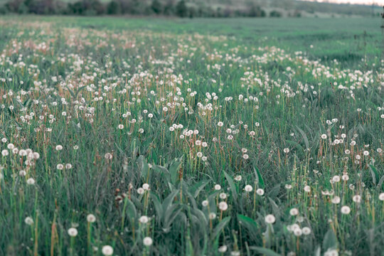 Field of dandelions after flowering, in the seed stage, fluffy plant heads among green grass in nature