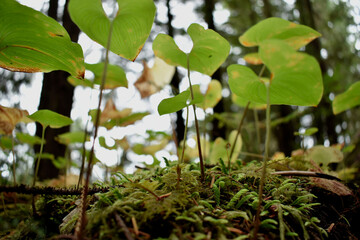 Ground cover