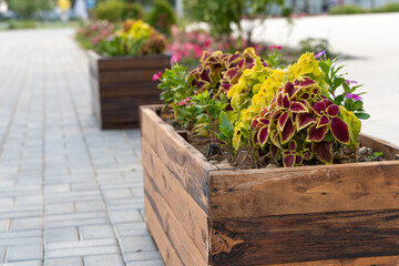 Wooden rectangular tubs with flowers on the street on the footpath with paving slabs
