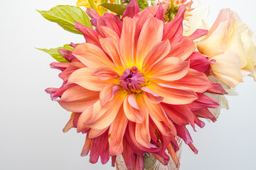 Close up of a large Belle of Barmera dahlia flower. Space for text. White background.