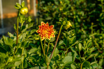Dahlia flowers growing in an outdoor garden space. Orange, red, and yellow flowers.