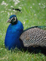 Fototapeta premium peacock in the park