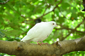 A white dove on a branch