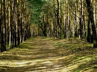 prosta droga przez las