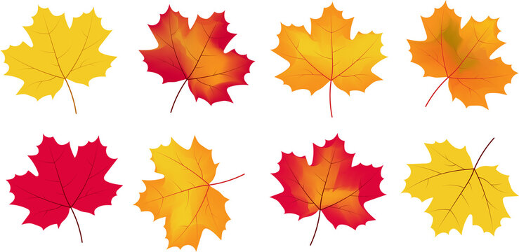Autumn colorful maple leaves. Vector image.