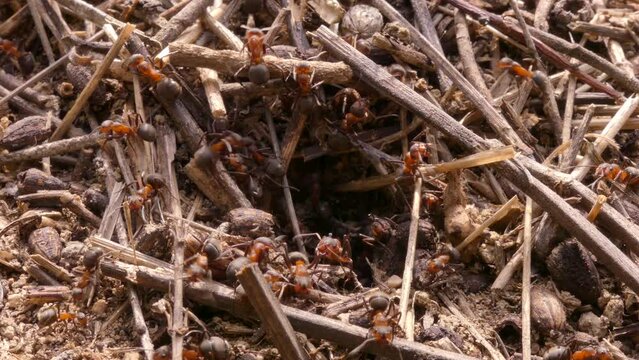 There are many anthills in the steppe zone of Ukraine. They are smaller than forest ones but also large. Odessa region (Ukraine).