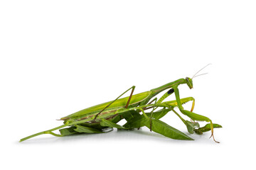 Green European Praying Mantis on green leafs, standing side ways. Looking ahead away from camera. Isolated on white background.