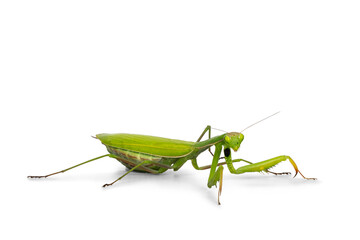Green European Praying Mantis, standing side ways. Looking towards camera. Isolated on white background.