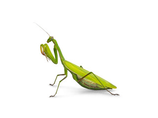Green European Praying Mantis, standing side ways. Looking ahead away from camera. Isolated on white background. Front legs high up.