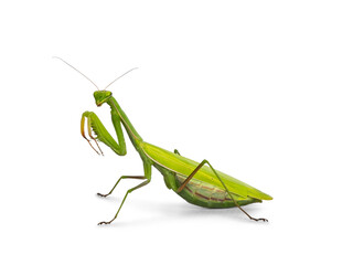 Green European Praying Mantis, standing side ways. Looking towards camera. Isolated on white background. Front legs high up.