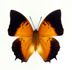 Fototapeta na wymiar Orange butterfly isolated on white. Charaxes latona macro close up, collection butterflies, nymphalidae, lepidoptera