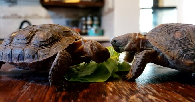 Tortugas Comiendo Lechuga