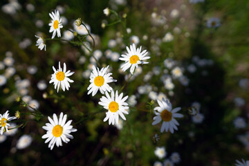 Indian perennial chamomile blossoms in the field