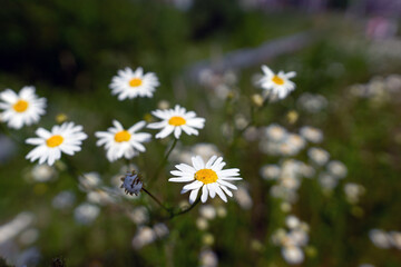 Indian perennial chamomile blossoms in the field