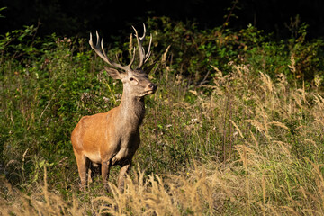 Naklejka na ściany i meble Red deer, cervus elaphus, standing in dense bush in autumn sunlight. Stag looking on grassland in fall environment. Antlered mammal watching on field.