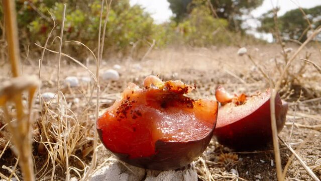 Half of a red plum is lying on the ground, a white worm lives in it. Dolly slider extreme close-up.