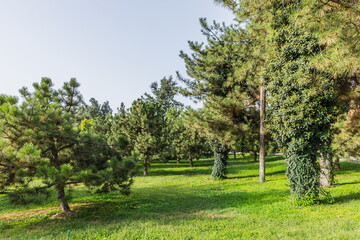Fototapeta na wymiar vegetation of Amir Temur Square in Tashkent, Uzbekistan