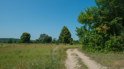 Deciduous trees in the meadow and a dirt road.