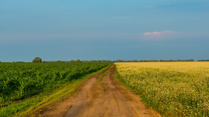 Dirt road between corn and buckwheat fields.