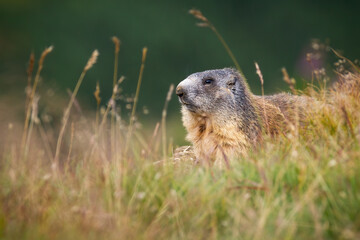 Naklejka na ściany i meble Alpine marmot, marmota marmota, hiding in long grass in autumn environment. Brown rodent looking on mountains in fall. Tatra mammal observing on meadow.