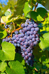 Fototapeta premium Clusters of blue wine grape variety Isabella on the vine on a sunny autumn day. Ripe crop