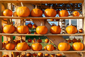 Pumpkins and gourds, Halloween celebration