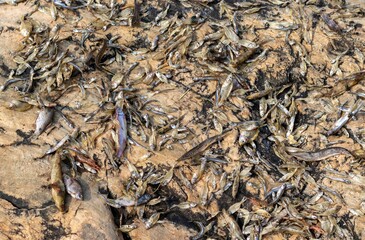 Small Fishes Drying or Seasoning on Rock in Sun Light to Preserved in Horizontal Orientational