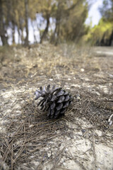 Dried pine cone in the forest