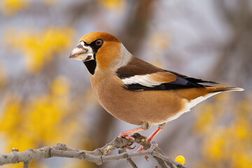 Hawfinch, coccothraustes coccothraustes, sitting on twig in forest in color autumn. Colorful bird...