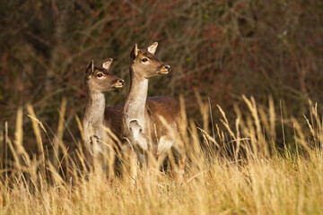 Two fallow deer, dama dama, observing on pasture in autumn nature. Hinds standing on dry meadow in fall environment. Pair of female mammals looking in long grass.