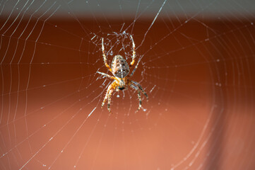 Spinne mit Netz