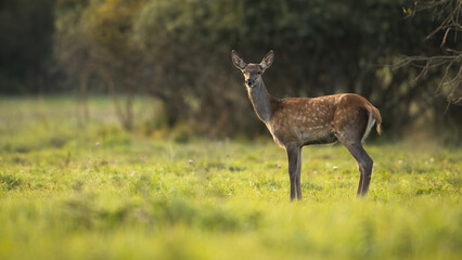 Young red deer, cervus elaphus, standing on green meadow in summer sunlit. juvenile hind looking to the camera on field in sunlight. Female spotted mammal observing on glade.