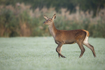 Red deer, cervus elaphus, walking on green grassland in autumn nature. Female mammal moving on field in fall. Calm hind observing on pasture from side.